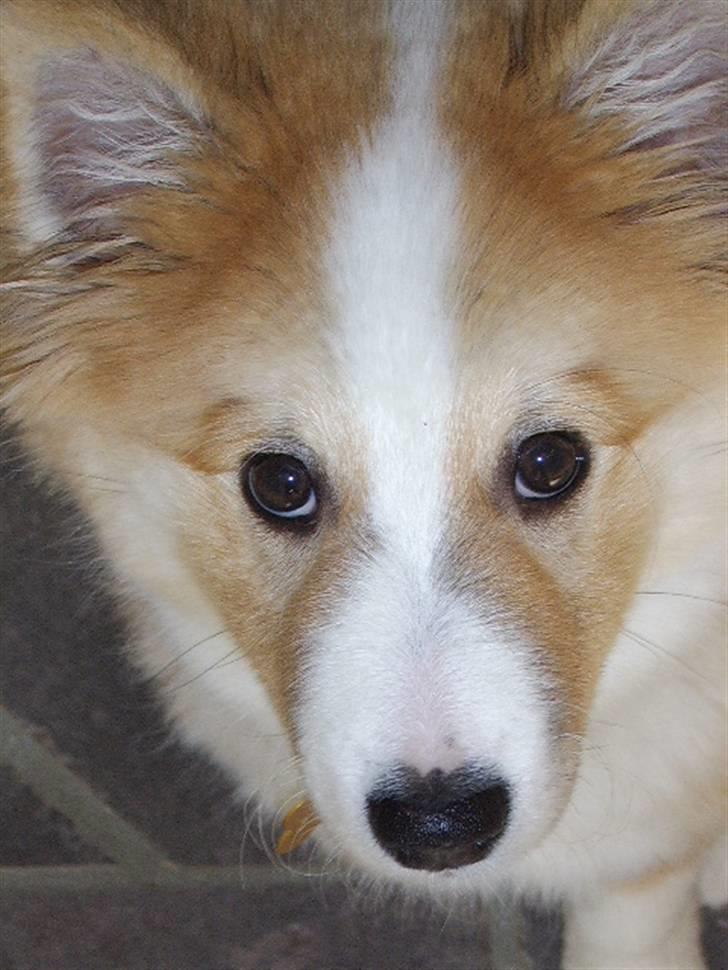 Islandsk fårehund Loka - hvaaaa glor du på billede 14