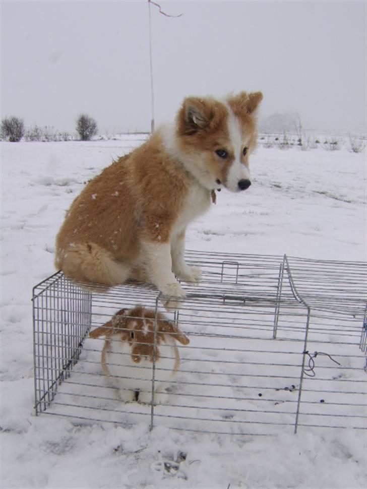 Islandsk fårehund Loka - det gør altså en smule ondt i røven  billede 15