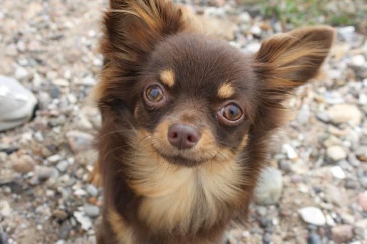 Chihuahua Malekits Oliver billede 1