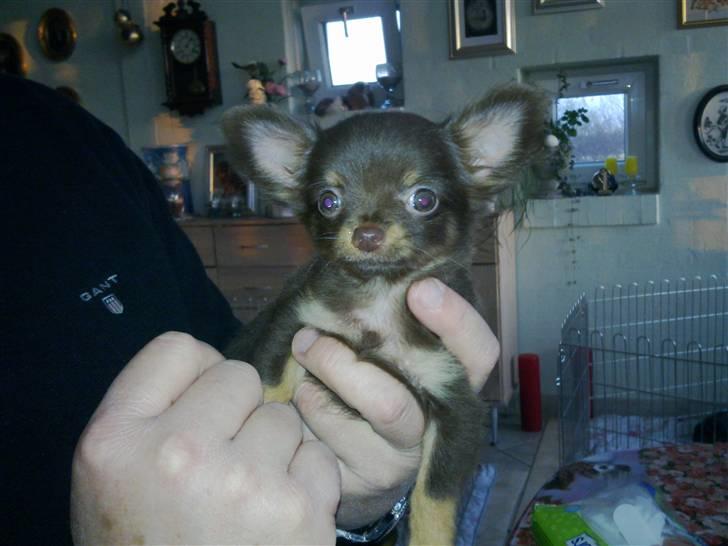 Chihuahua Malekits Oliver - Han synes måske at min far var liiidt en stor krabat, plus han bliver blitzet:) billede 2