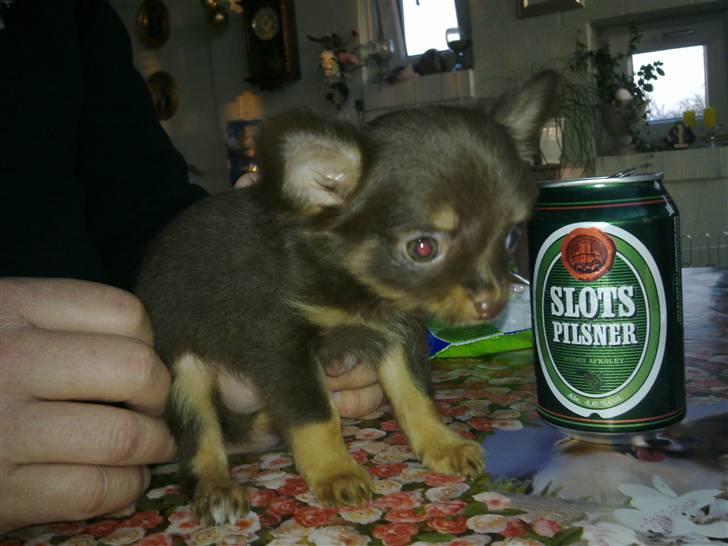 Chihuahua Malekits Oliver - Ja man var mindre end en Slots.. Hehe billede 3