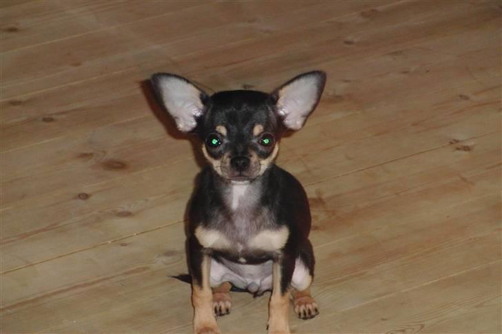 Chihuahua Kessler billede 1