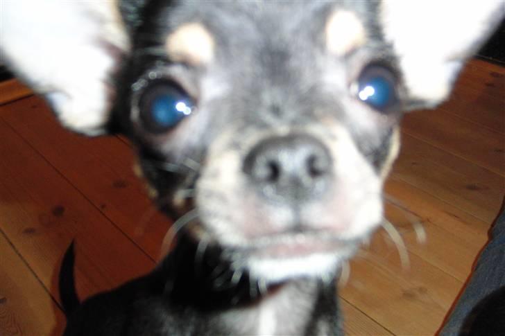 Chihuahua Kessler billede 2