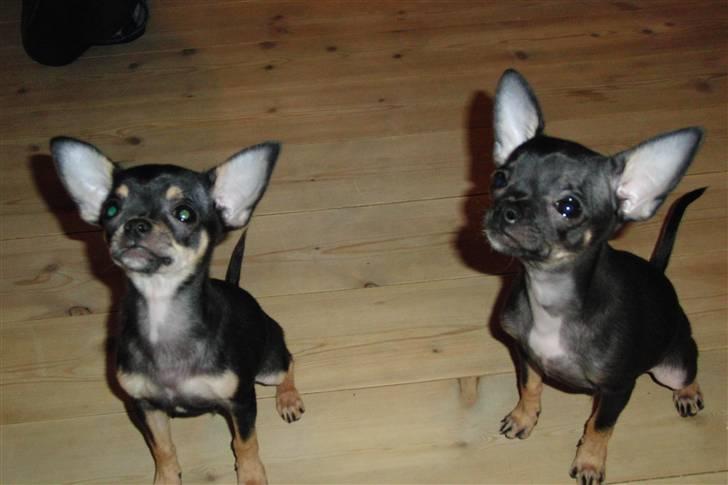 Chihuahua Kessler billede 3