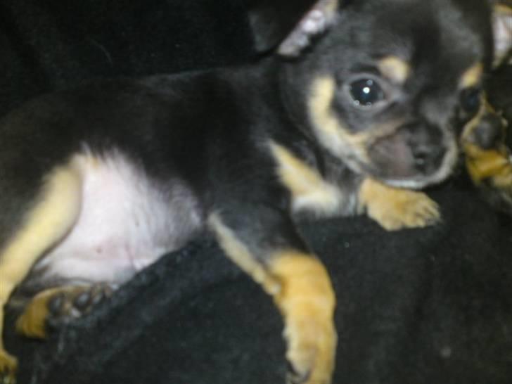 Chihuahua Kessler billede 4