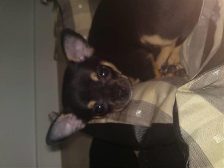 Chihuahua Kessler billede 5