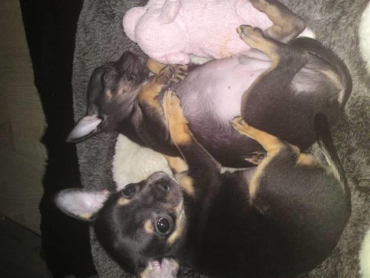 Chihuahua Kessler billede 6