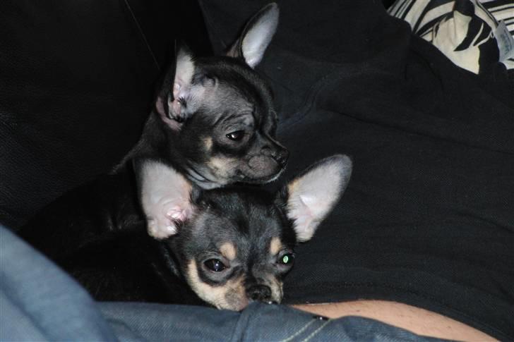 Chihuahua Kessler billede 7