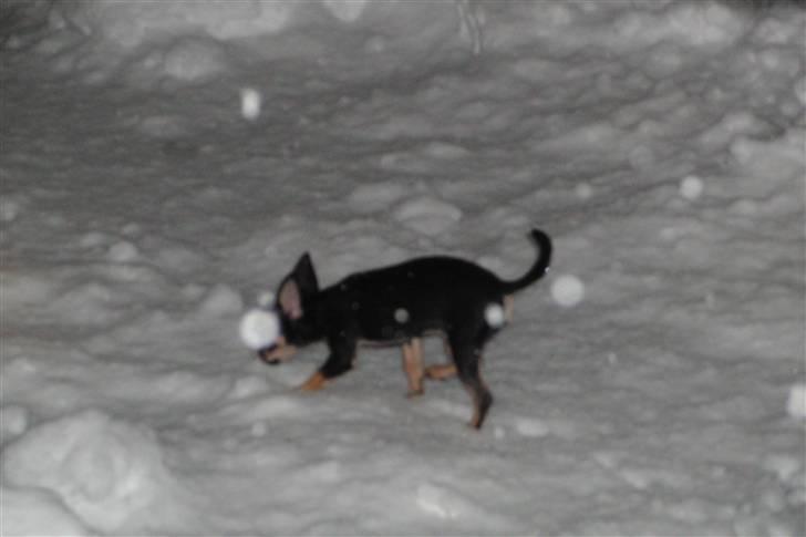 Chihuahua Kessler billede 8