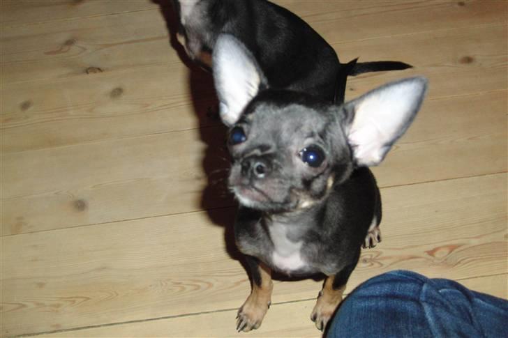 Chihuahua King billede 2