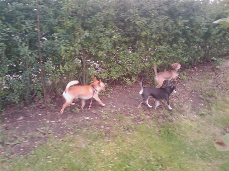 Chihuahua Princess Winka Biszu billede 2