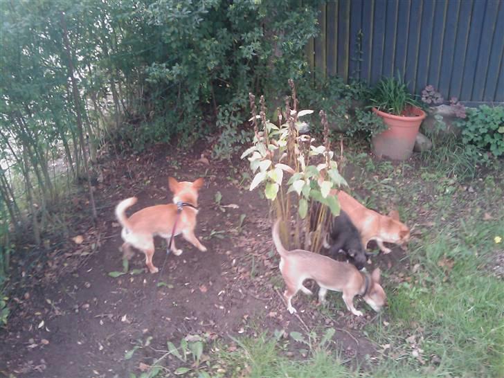 Chihuahua Princess Winka Biszu billede 5