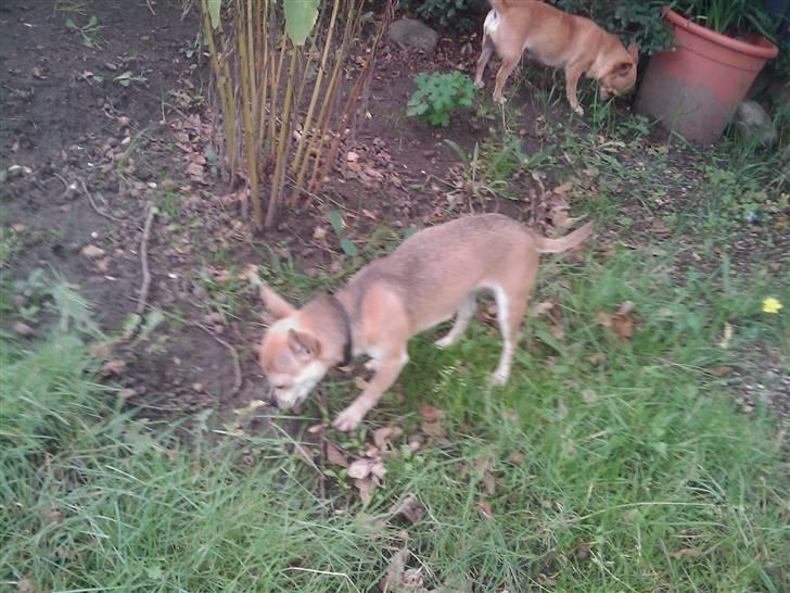 Chihuahua Princess Winka Biszu billede 6