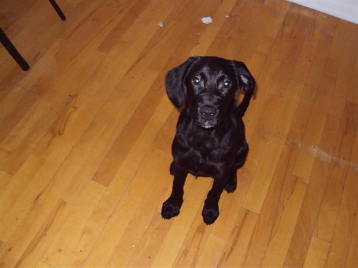 Blanding af racer Xargo billede 15