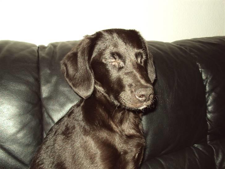 Blanding af racer Xargo billede 16