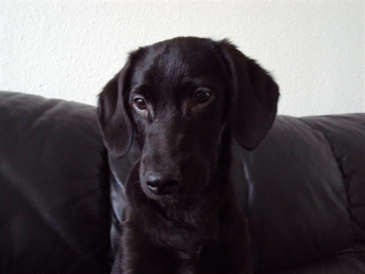 Blanding af racer Xargo billede 17