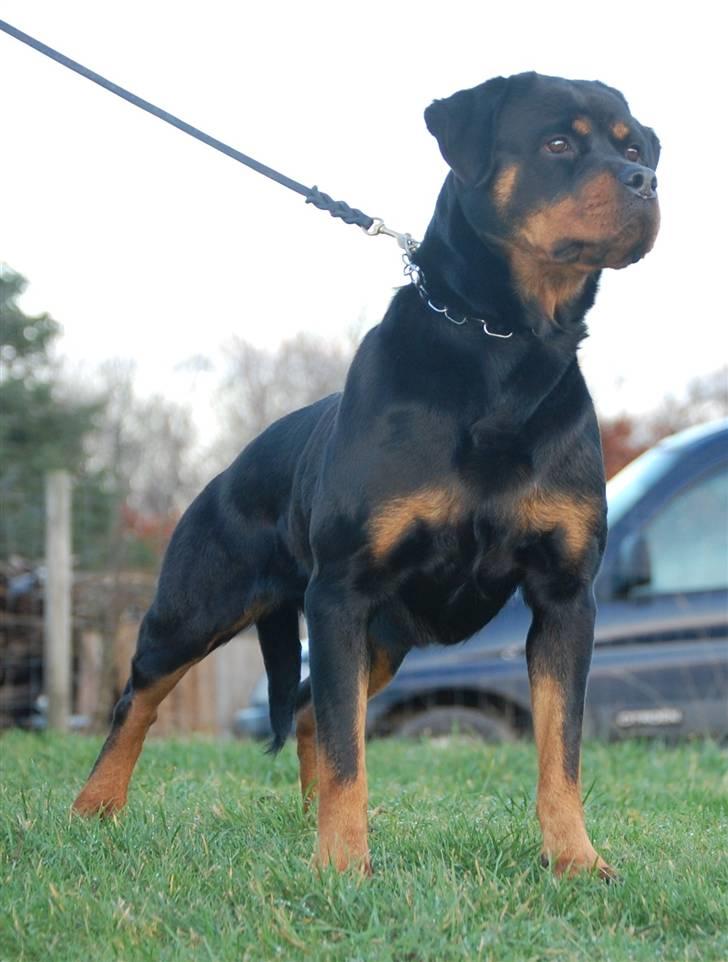 Rottweiler Babe wom Hause Wenorra billede 6