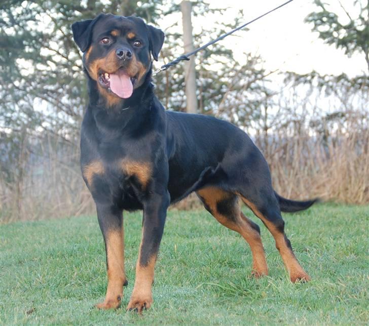 Rottweiler Babe wom Hause Wenorra billede 7
