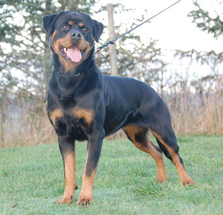 Rottweiler Babe wom Hause Wenorra billede 8