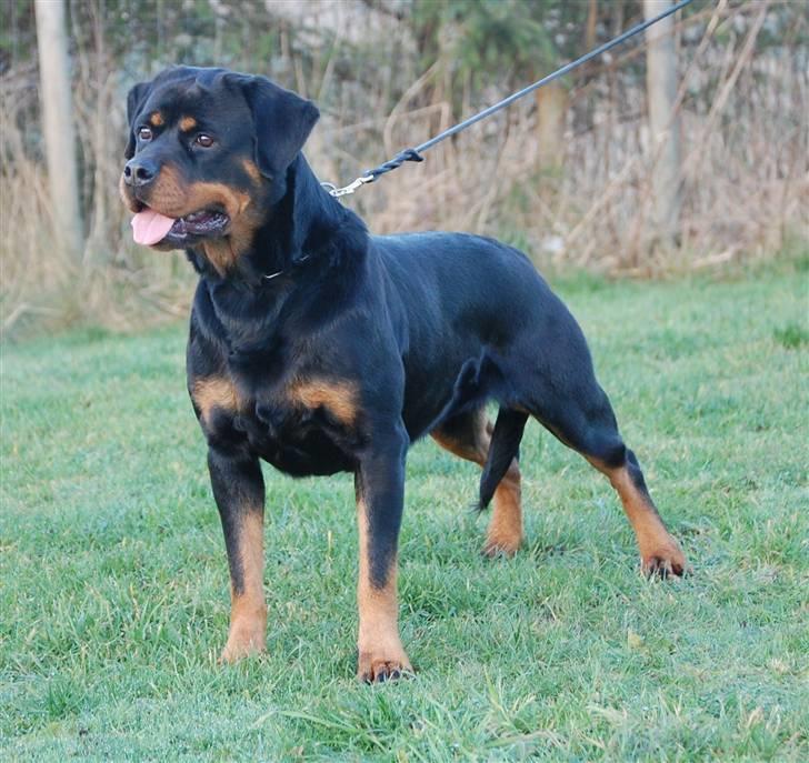 Rottweiler Babe wom Hause Wenorra billede 9