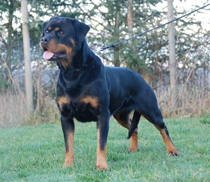 Rottweiler Babe wom Hause Wenorra billede 10