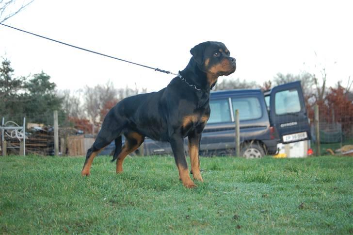 Rottweiler Babe wom Hause Wenorra billede 11
