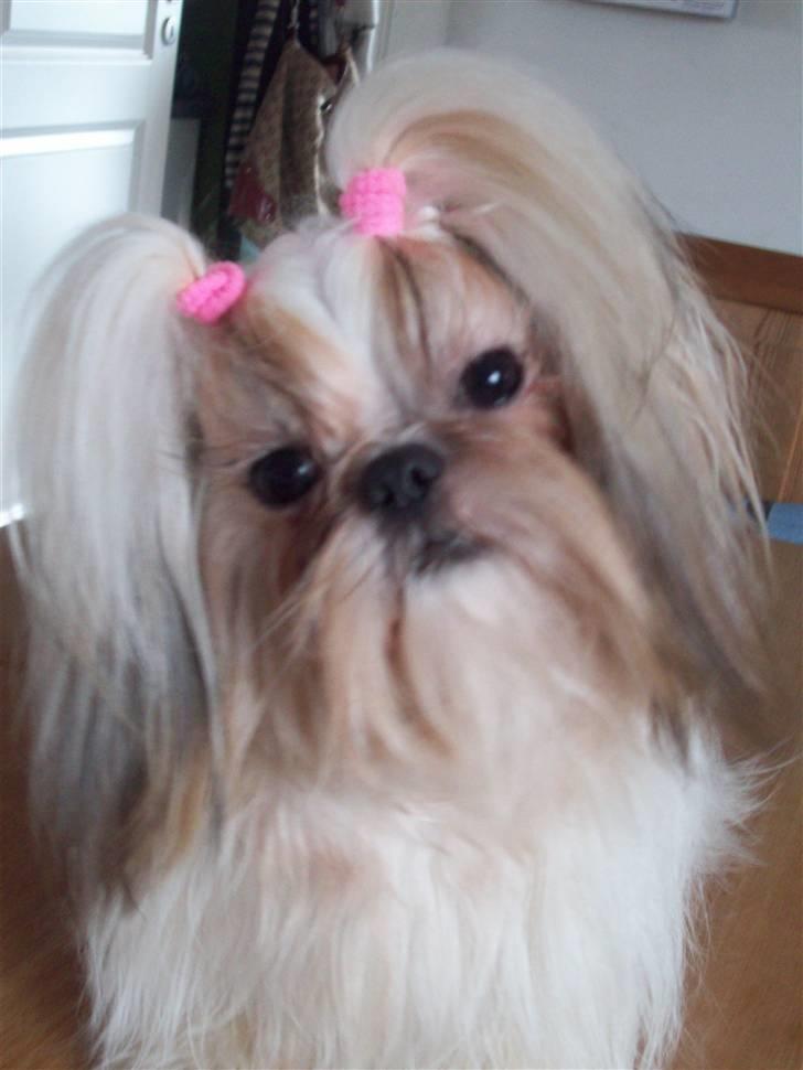Shih tzu Nellie - Smukke Nellie 1 år gammel billede 16