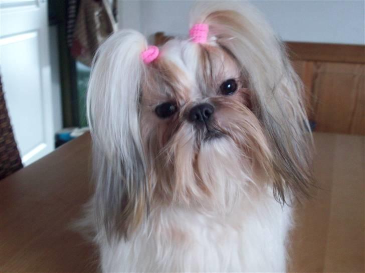Shih tzu Nellie - Nellie 1 år gammel... billede 17