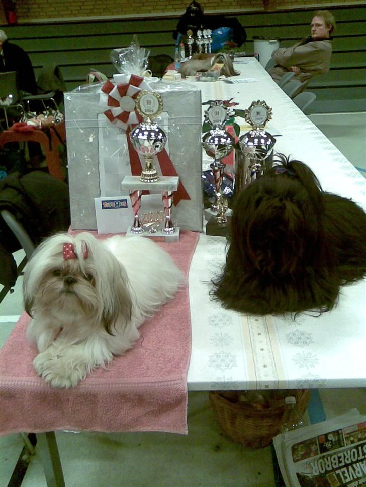 Shih tzu Nellie - Nellie og Carlos til udstilling - bemærk venligst alle præmierne :o) billede 18
