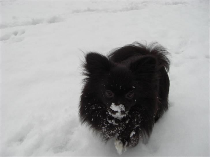 Blanding af racer Zita - zitas første sneoplevelse :) hun elskede det billede 19