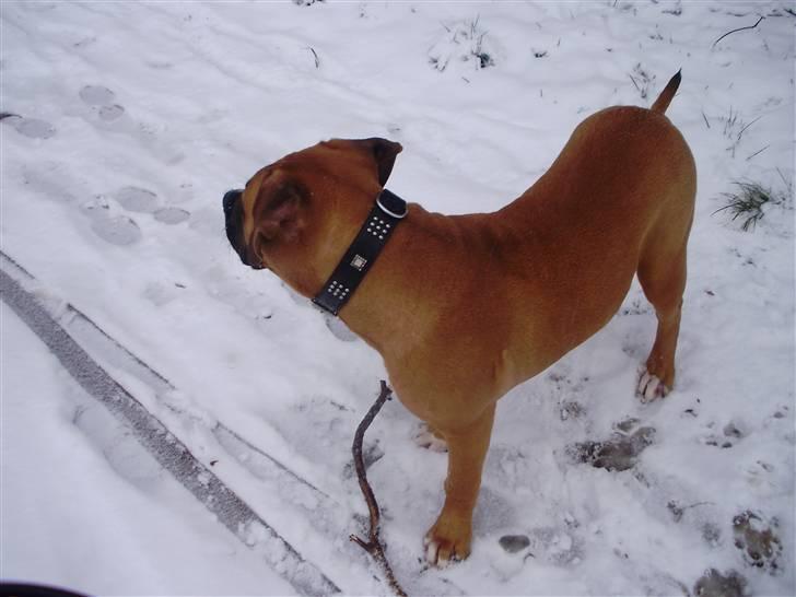 Blanding af racer Alonso billede 13