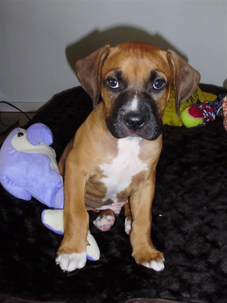 Blanding af racer Alonso billede 14