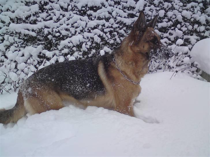 Schæferhund Quality - 17/12 09  Puha, der er godt nok meget sne! billede 8