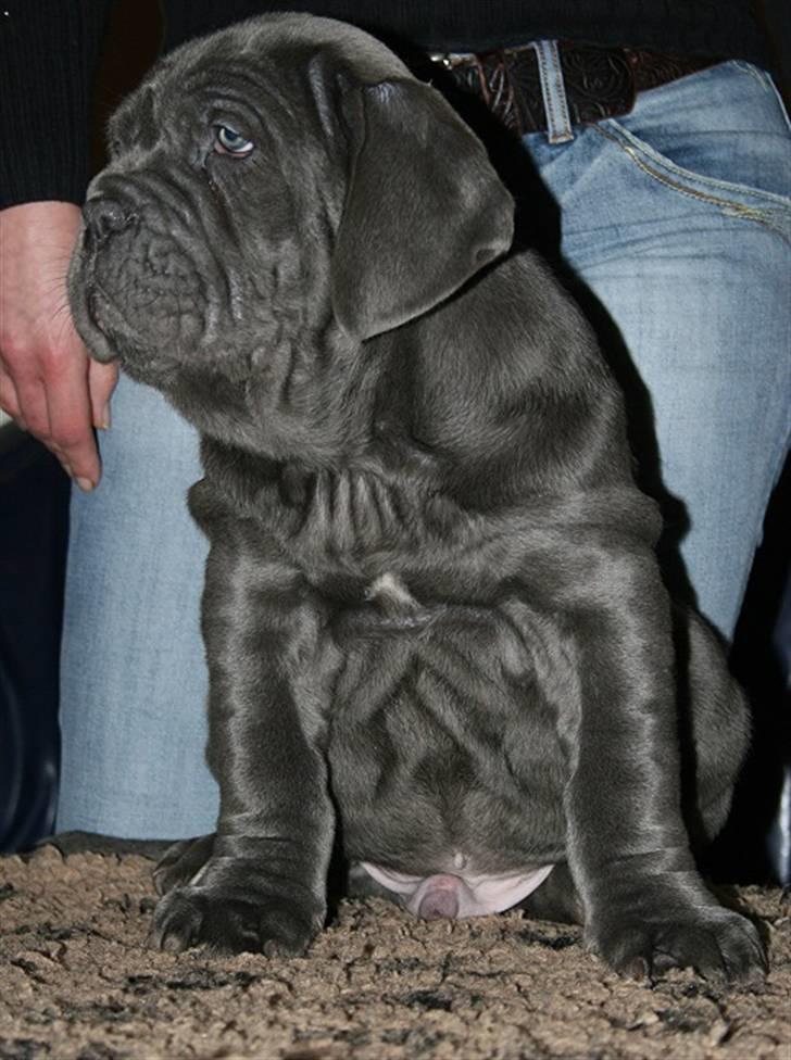 Mastino napoletano Julius enzo  billede 1
