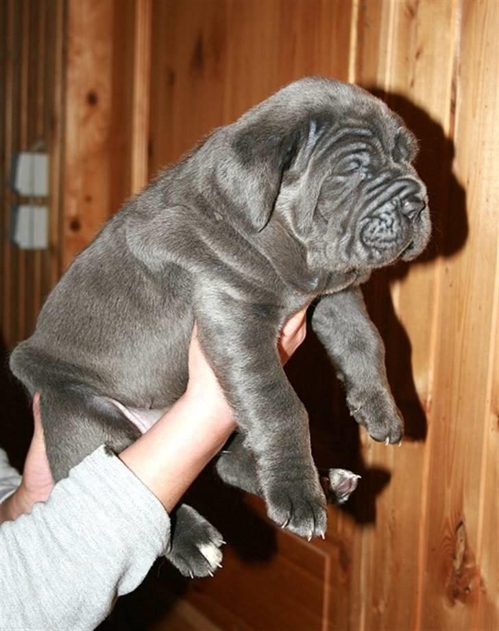 Mastino napoletano Julius enzo  billede 2