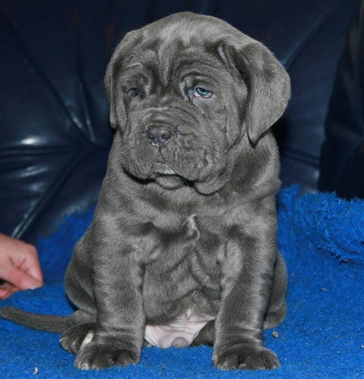 Mastino napoletano Julius enzo  billede 3