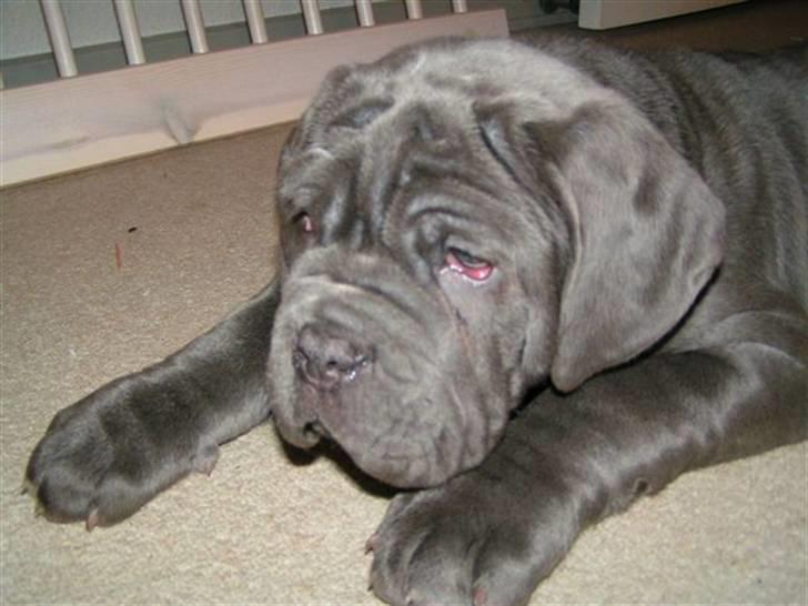 Mastino napoletano Julius enzo  billede 5