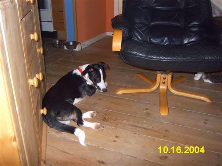 Blanding af racer snuggi - snuggi 3 månder gamle i den gamle lejlighed  billede 2