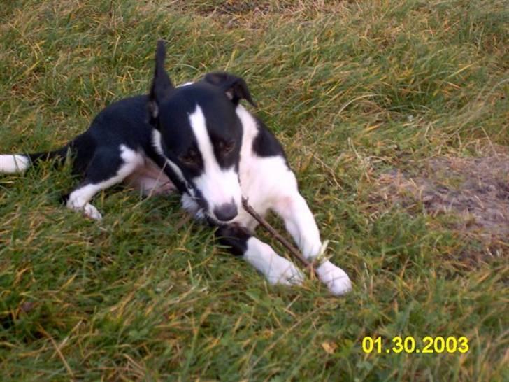 Blanding af racer snuggi - snuggi 3 månder gammel i parken billede 3