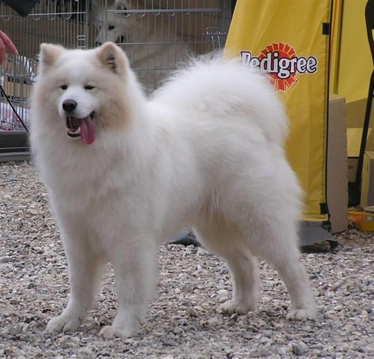 Samojedhund White Canis Mr. Nemo - Snemarks Møffe (Nemos far) billede 16