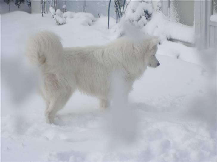 Samojedhund White Canis Mr. Nemo - ´Jeg eeeelsker sne´ billede 17