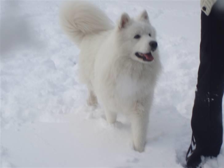 Samojedhund White Canis Mr. Nemo - 17.12.09 sne :)  billede 18