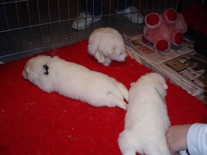 Samojedhund White Canis Mr. Nemo - lille bitte baby nemo, ligner en isbjørne unge <3 billede 19