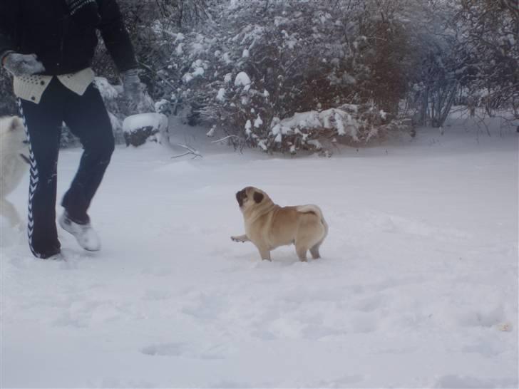 Mops Danita's Alfred billede 18