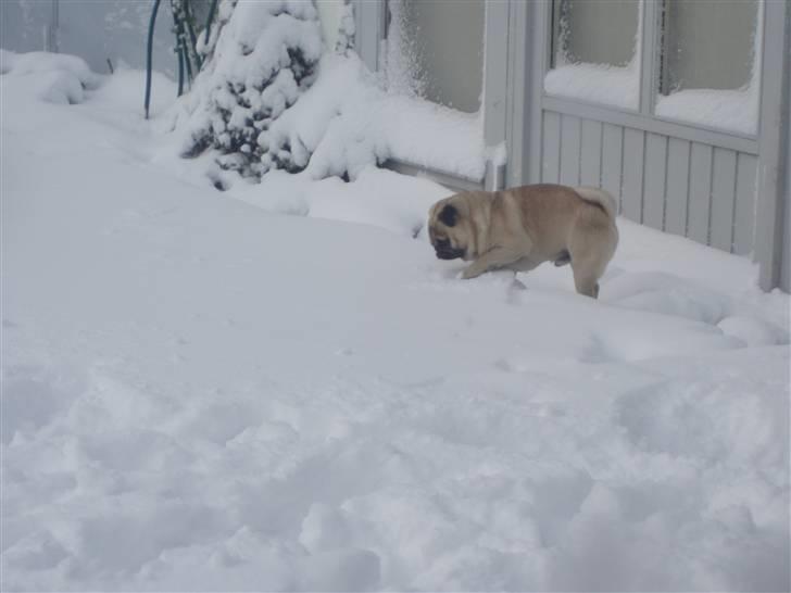 Mops Danita's Alfred billede 19