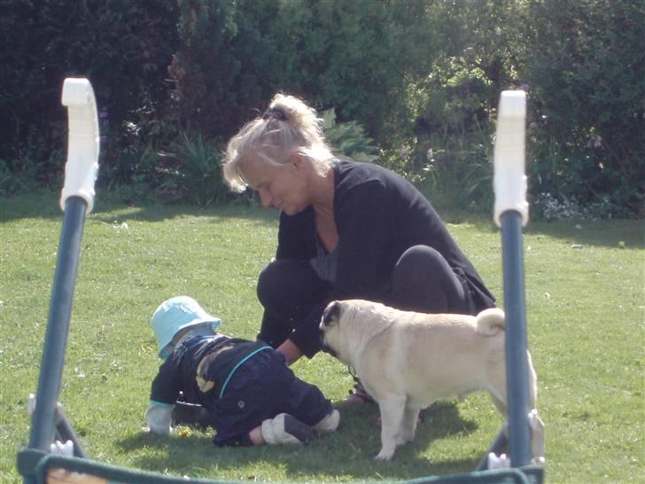 Mops Danita's Alfred billede 20