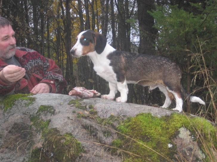 Drever Härkillas Öjjo 1 - Edvard 5 måneder efter at have gået et flot blodspor billede 7