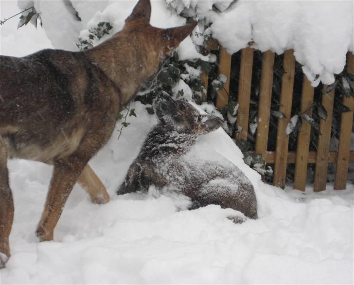 Schæferhund Scharif's Amy R.I.P - weee sne billede 12
