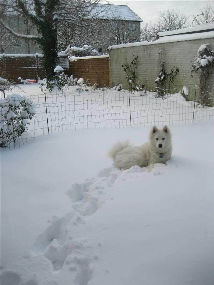 Samojedhund Simba - jeg elsker sne mor! :D billede 15