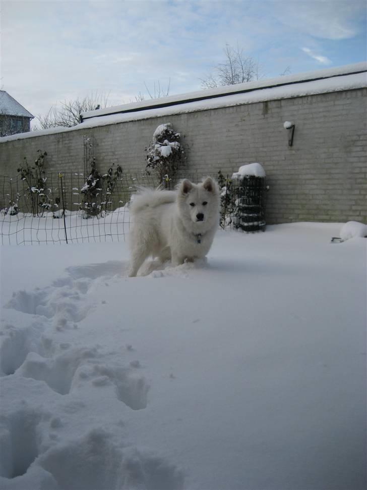 Samojedhund Simba - juhuu billede 16